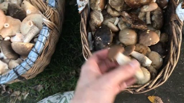 Родители сходили за грибами смотреть онлайн