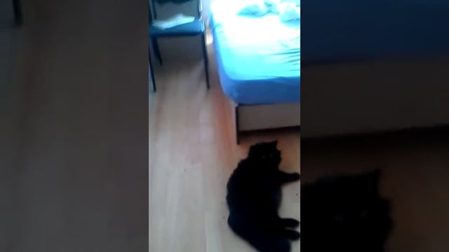 Самый дорогой кот в мире) смотреть онлайн