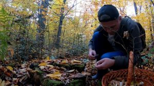 СБОР ГРИБОВ В ОКТЯБРЕ! Последние теплые деньки для сбора грибов!