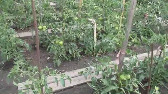 Очень простой способ ликвидировать муравейник на своем участке. смотреть онлайн