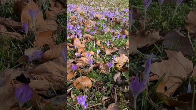 крокусы первые цветы crocuses смотреть онлайн