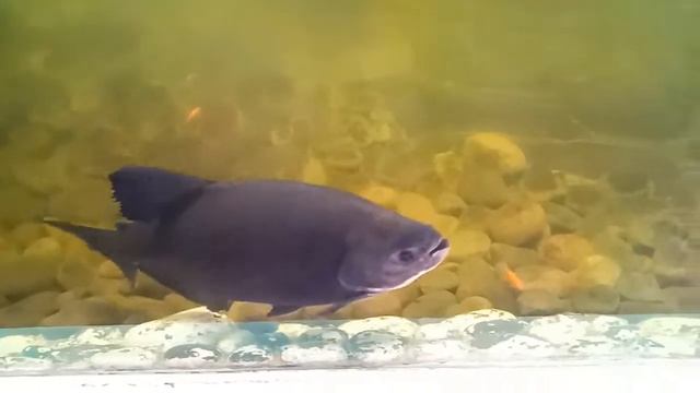 Aligator fish at cimory смотреть онлайн