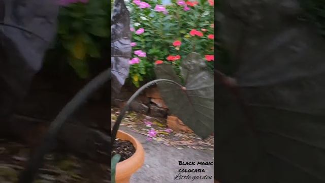 alocasia nigra, black colour alocasia, tropical alocasia plant, tropical landscape plant смотреть онлайн