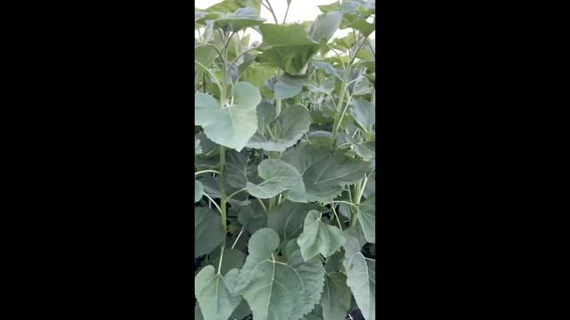 Никифоровка поле №топинка (41.5га) pioner 136 смотреть онлайн