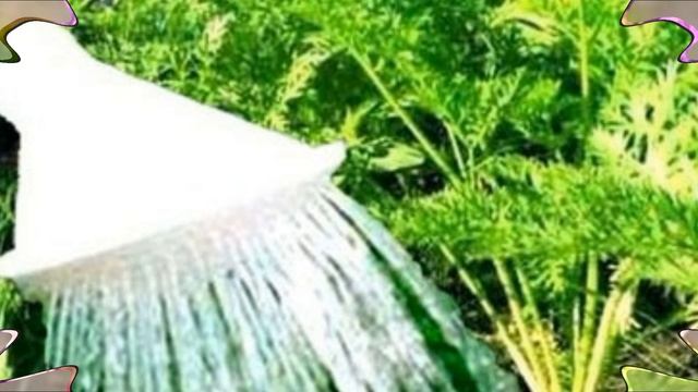 Раствор марганцовки для морковки смотреть онлайн