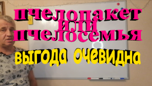 Пчелопакет или пчелосемья. Что выгоднее при покупке.