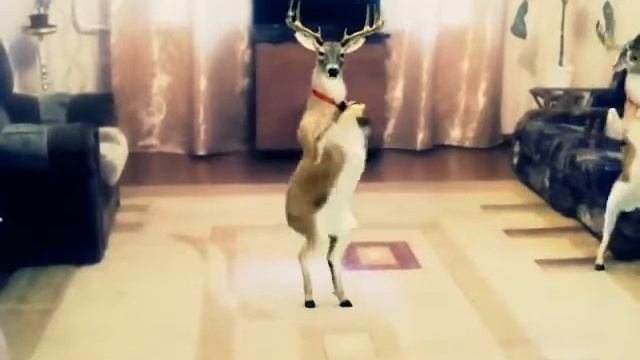 Олени пляшут в новый год! смотреть онлайн