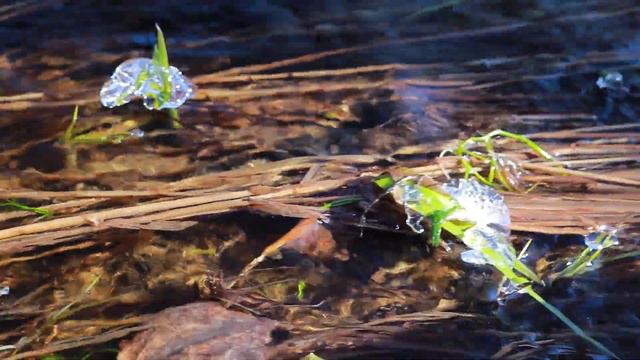 Весна на границе Карелии и ЛенОбласти смотреть онлайн