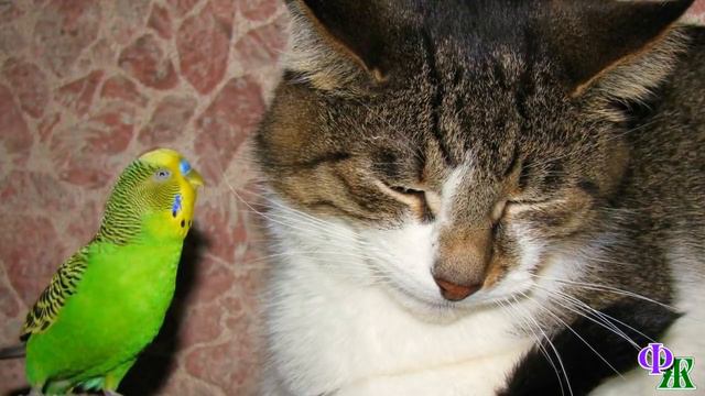 «Оказывается, он умнее, чем я думал. И не такой уж вредный», - решил кот Тихон смотреть онлайн