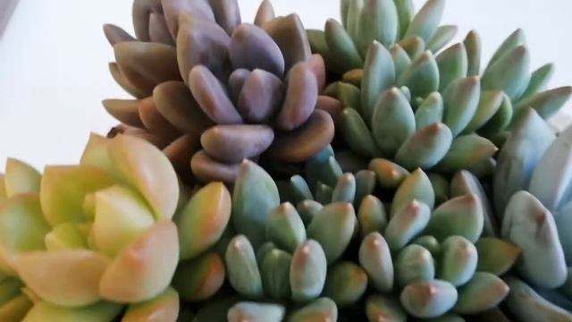 en renkli taneli sukulentlerden derleme saksım смотреть онлайн