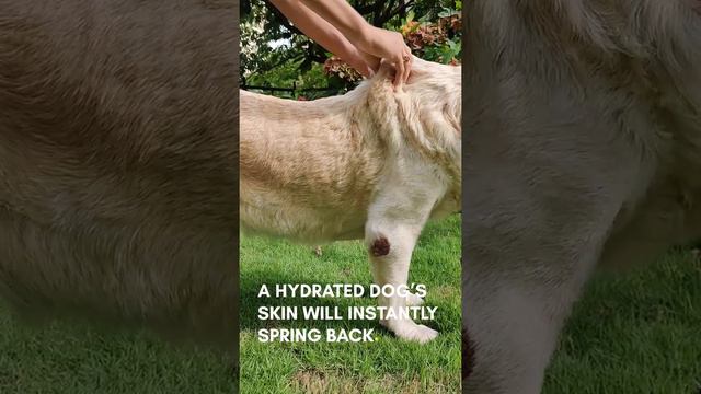 Self Dehydration Test For Dogs💧