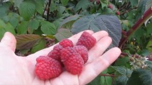 Мапема - отличный сорт ремонтантной малины с гигантской сладкой и товарной ягодой