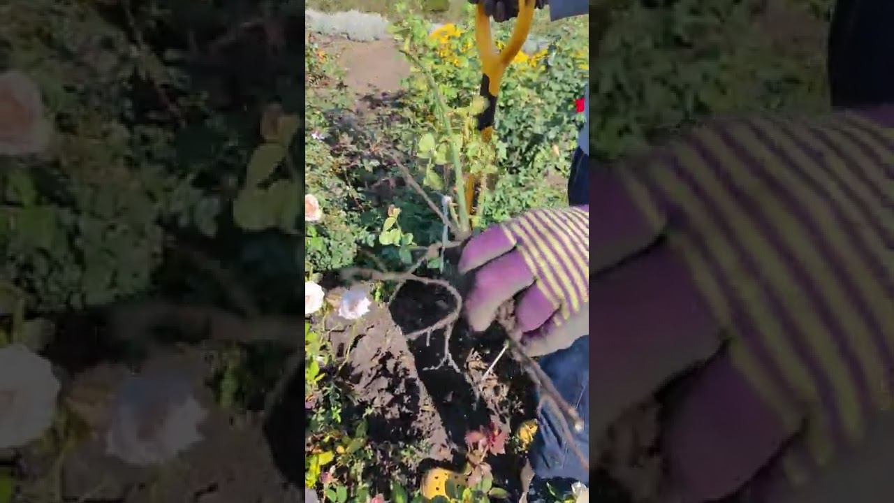 Амнезия роза. саженцы роз rosebushes.ru смотреть онлайн