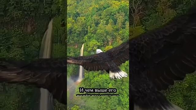 ‼️Притча об орле и вороне ?‼️ Поучительно и сильно!#shortvideos #promotion смотреть онлайн