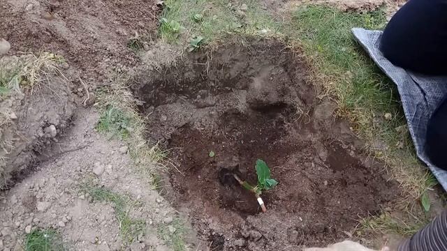 Посадка вегетирующих саженцев винограда смотреть онлайн