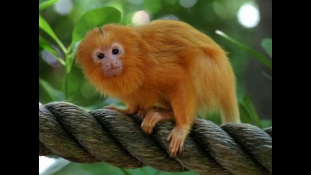 Львиные игрунки