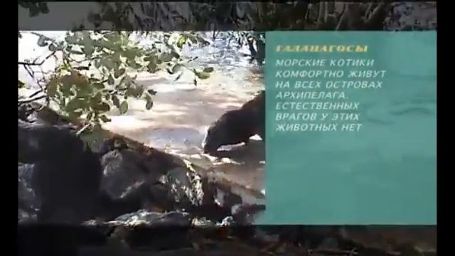 ПРЕДЕЛЬНАЯ ГЛУБИНА. ВЫПУСК 1 ГАЛАПАГОССКИЕ ОСТРОВА смотреть онлайн