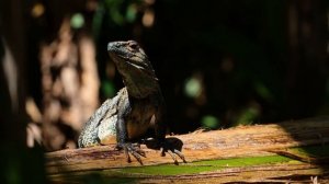 COSTA RICA IN 4K HDR (ULTRA HD) | Коста-Рика в 4К