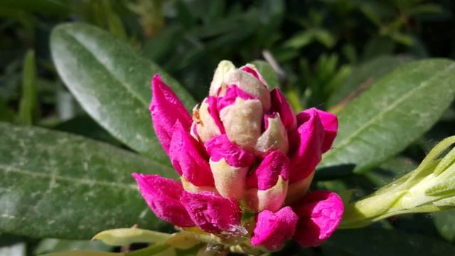 Rhododendron Park, Helsinki смотреть онлайн