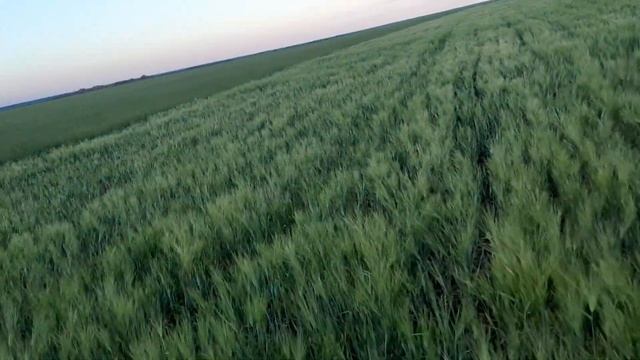 Севооборот для начинающих! Какую культуру добавить: пшеница, ячмень, ......? смотреть онлайн