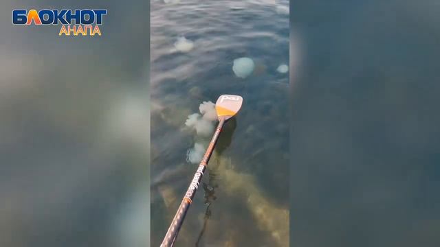 Корнероты «атакуют»: медузы уже добрались до пляжей Высокого берега в Анапе смотреть онлайн