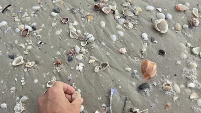 Exploring Florida Beaches at low tide! Come with me to find shells, critters, birds & beach fun! смотреть онлайн