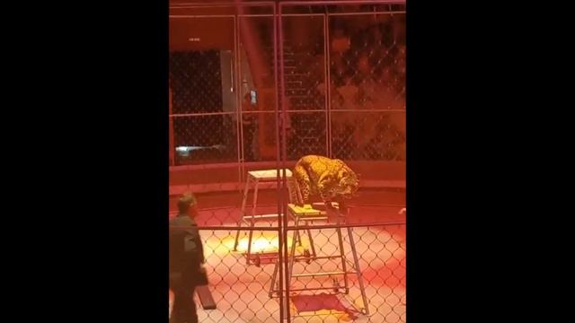 Пантера и леопард в хабаровском цирке смотреть онлайн