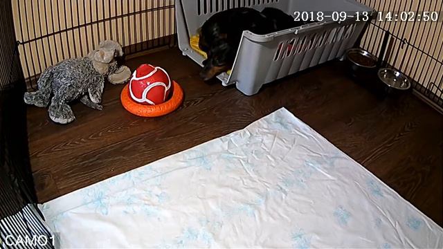 Питомник Я Такса смотреть онлайн