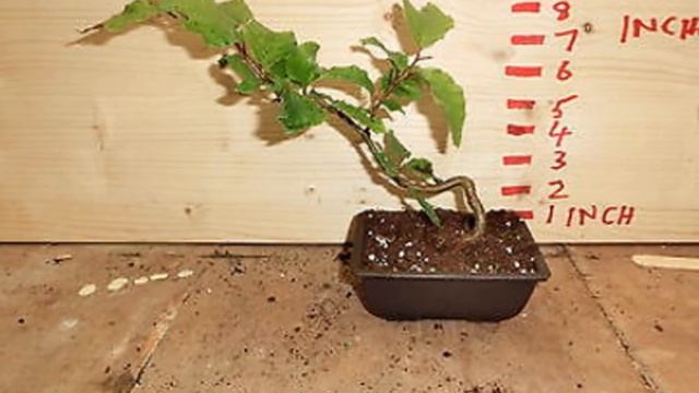 Euonymus alatus - Winged Spindle, Winged Euonymus, Burning Bush смотреть онлайн