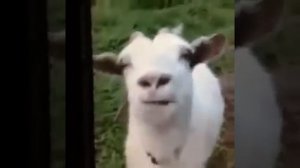 (Коза) Дай оближу тебя или посмотри на мой язык