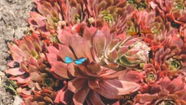 Молодило гибридное Отелло (sempervivum) ? молодило Отелло обзор: как сажать саженцы молодила Отелло смотреть онлайн