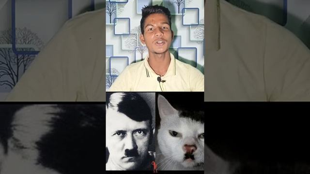 hitlar suffer from ailurophobia #hitlar #ailurophobia #cats #cat #youtubeshorts #facts #trending смотреть онлайн