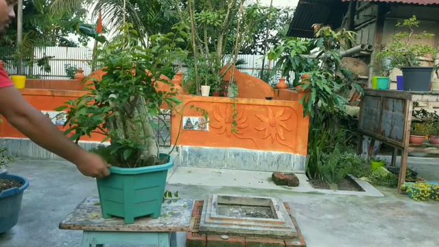 Bonsai || Bougainvillea || plant care || pruning (Part II) смотреть онлайн
