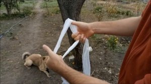 Намордник из бинта своими руками. Быстрая фиксация собаки