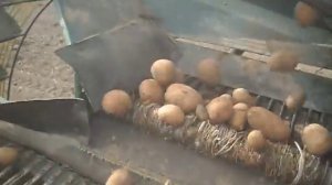 Картофелеуборочный комбайн HASSIA с МТЗ 82