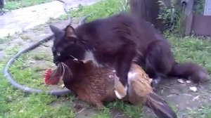 Кот на курице