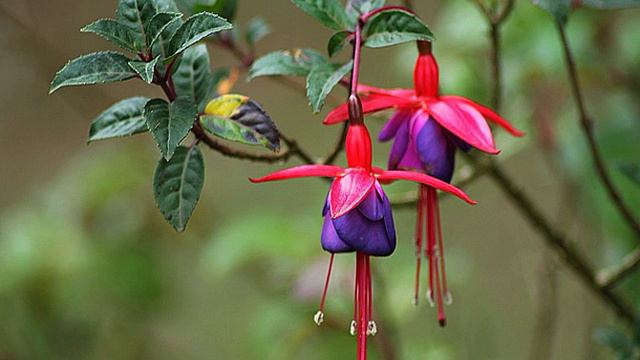 ☕ смотреть онлайн