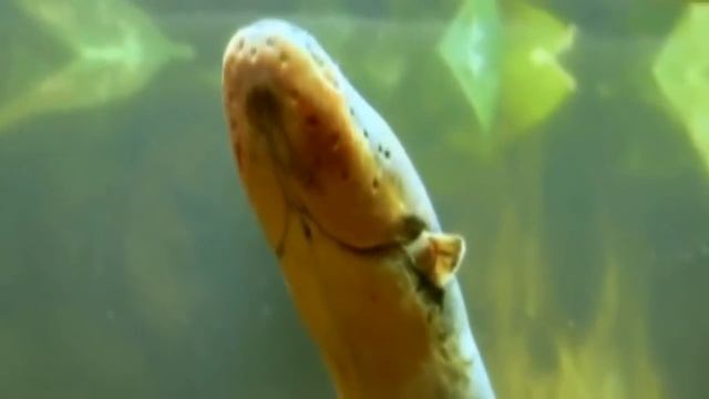 20 животных, опровергающих эволюцию (2012) смотреть онлайн