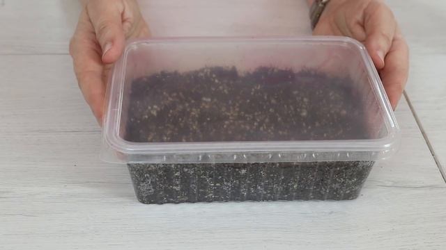 Кларкия.  Посев семян на рассаду