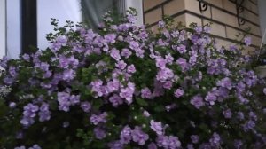 Махровая Бакопа!#бакопа