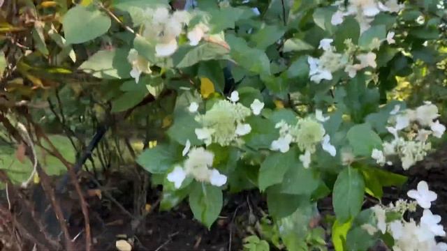 КАК ПЕРЕСАДИТЬ ГОРТЕНЗИЮ! смотреть онлайн