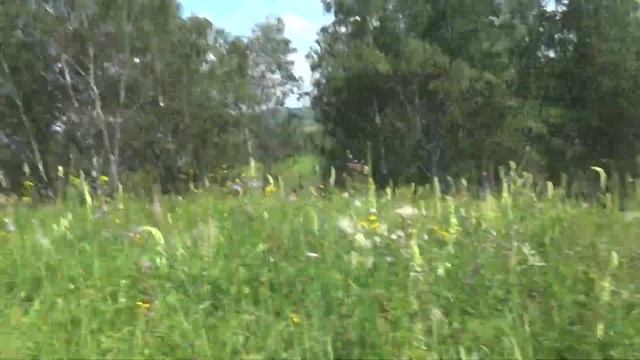 сбор душицы смотреть онлайн