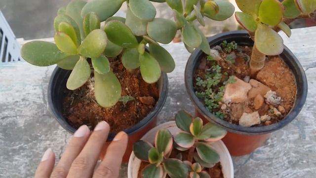 || Crassula Ovata ‘Tricolor’ (Variegated Jade Plant) ||