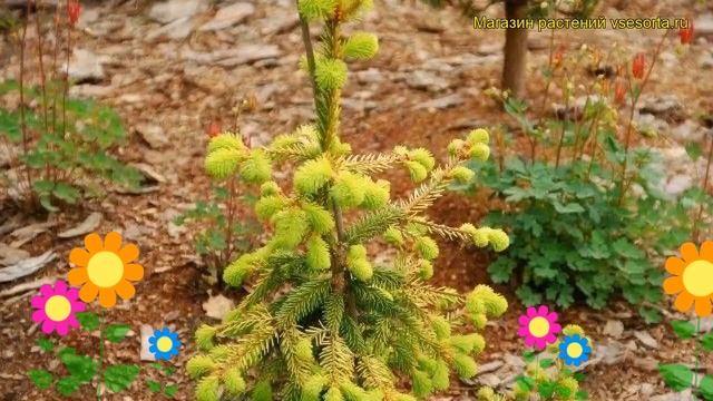Ель обыкновенная Голд Дрифт. Краткий обзор, описание характеристик picea abies Gold Drift смотреть онлайн