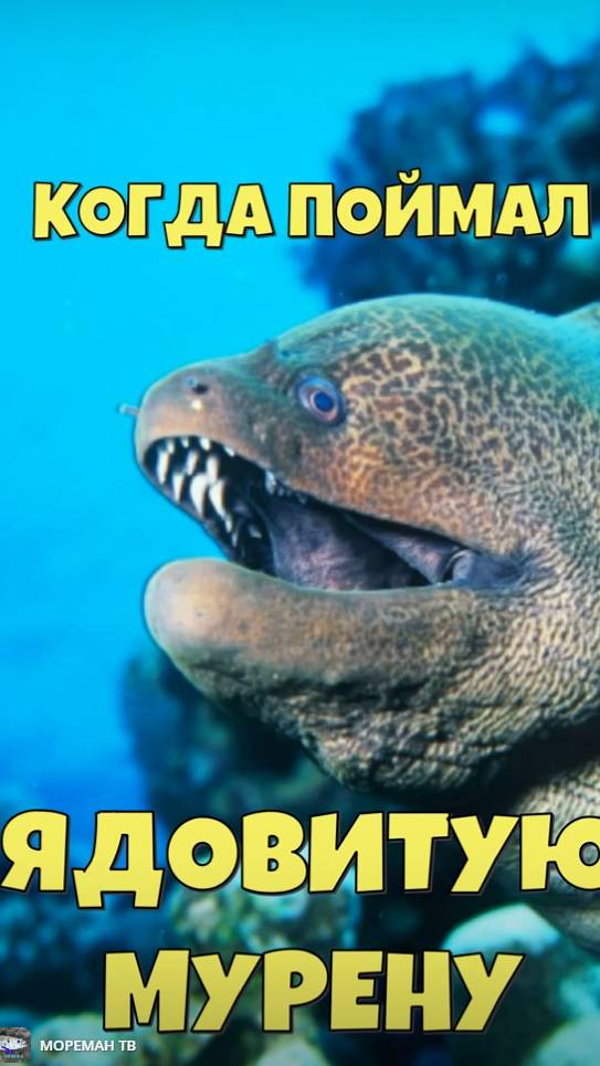 Когда поймал ядовитую мурену