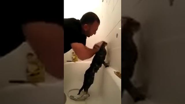 Чеченский Прикол 2016! Вот так надо мыть своего кота смотреть онлайн