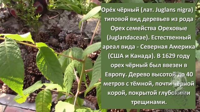 ОРЕХ ПЕКАН НАСЛЕДИЛ! смотреть онлайн