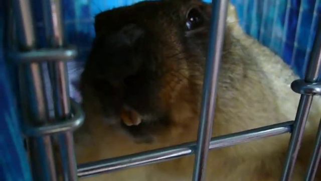 Тетя Соня смотреть онлайн