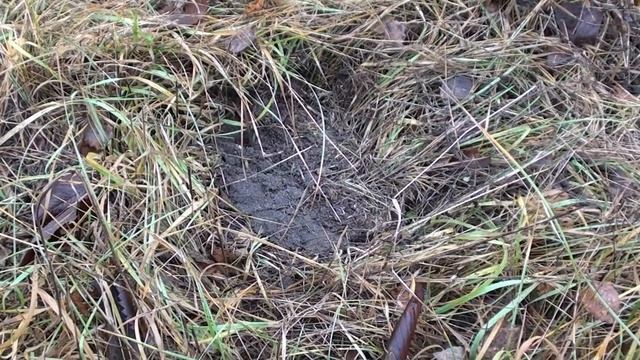 Садим медоносы, взамен собираем полезные грибы. смотреть онлайн