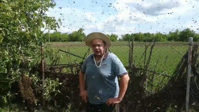 Как выглядит роевое состояние пчёл. Готовимся к снятию роёв смотреть онлайн